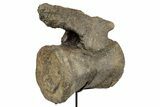 Fossil Camarasaurus Caudal Vertebra with Metal Stand - Colorado #335444-1